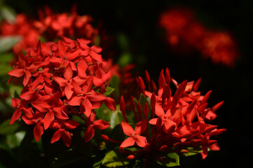 red sokka flowers