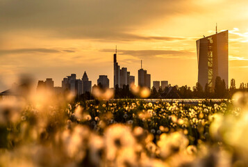 Löwenzahn mit der Frankfurter Skyline im Sonnenuntergang