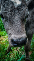Fototapeta premium Terneros recién nacidos 