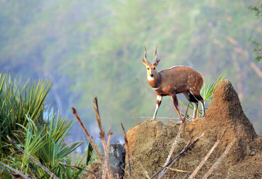 Buschbock im Gorongosa Nationalpark in Mosambik