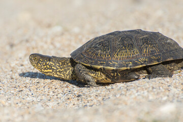 Portrait of a turtle that crawls on the sand. Desert animals.