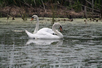 swan on the lake