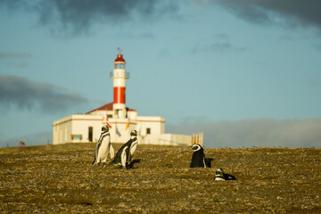 colonia de pinguinos magallanicos, -Spheniscus magellanicus-, isla Magdalena, estrecho de Magallanes, Patagonia, Rep&uacute;blica de Chile,Am&eacute;rica del Sur