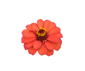 red dahlia flower isolated on white background