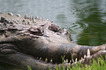 Obraz premium alligator in the water