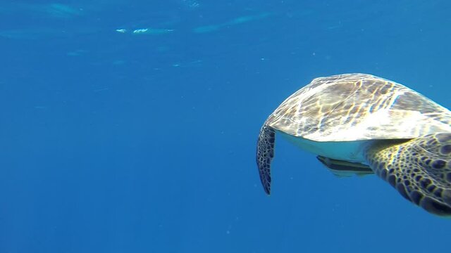 caretta caretta swimming at aegean sea