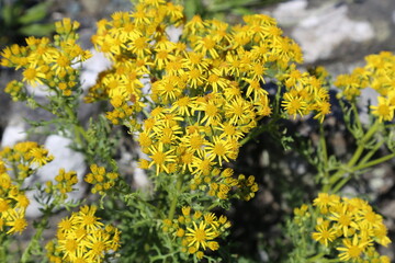 A closeup of some yellow ragwort or stinking willie flowers growing in a sand dune.