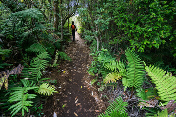 bosque secundario de Canelo, Parque Nacional Chiloé, Cucao, cordillera de la costa, archipiélago...