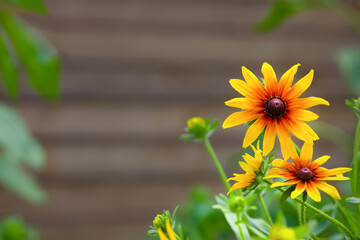 Yellow orange flower rudbeckia on wooden background