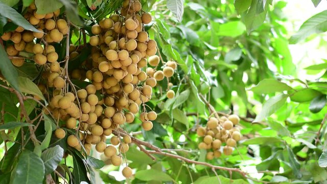 Man picking longan on tree