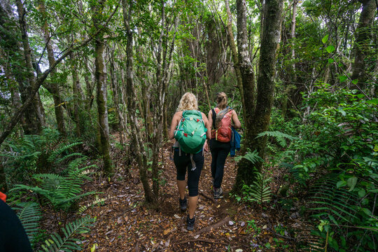 bosque secundario de Canelo, Parque Nacional Chilo&eacute;, Cucao, cordillera de la costa, archipi&eacute;lago de Chilo&eacute; ,provincia de Chilo&eacute; ,regi&oacute;n de Los Lagos,Patagonia, Rep&uacute;blica de Chile,Am&eacute;rica del Sur