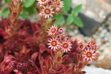 Hauswurz im Steingarten	