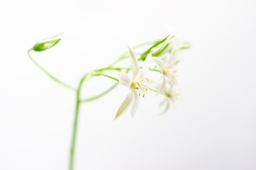 Gentle twig of ornithogalum flowers. Light floral background. Shallow depth of field