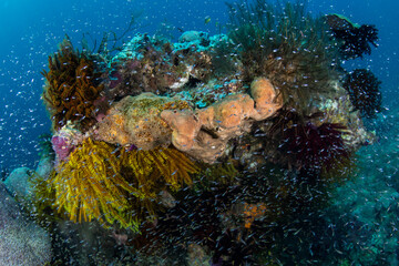 Tiny fish hover near protective corals on a healthy reef in Raja Ampat, Indonesia. This remote region is known for its incredible  biodiversity and is a destination for scuba divers and snorkelers.