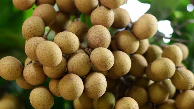 Man picking longan on tree