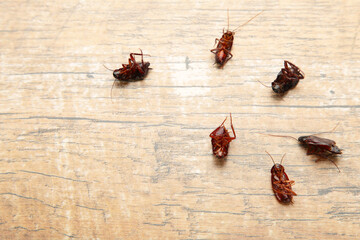 Dead cockroaches on floor. Concept the problem in the house because of cockroaches living in the...