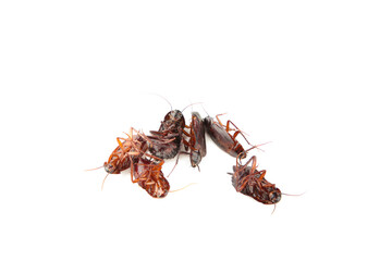 Many cockroaches isolated on the white background.