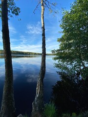 trees on the lake