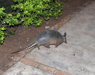 Close up of nine banded armadillo on a footpath at night
