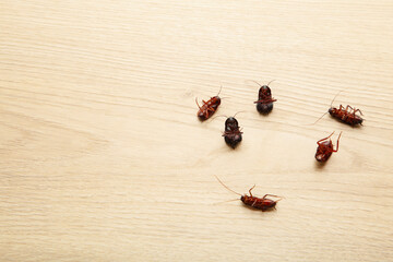 Dead cockroaches on floor. Concept the problem in the house because of cockroaches living in the...