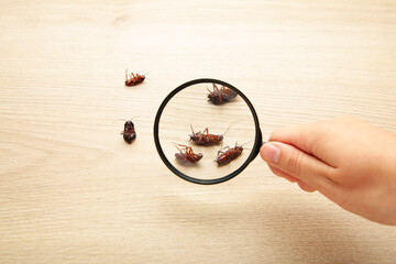 Dead cockroaches on floor zooming by magnifying glass , pest control service - obrazy, fototapety, plakaty