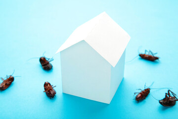 Dead cockroaches and paper house on blue. Insect companies concept prevents house-threatening...