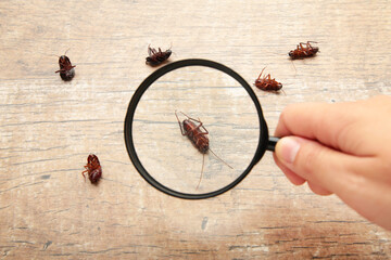 Dead cockroaches on floor zooming by magnifying glass , pest control service