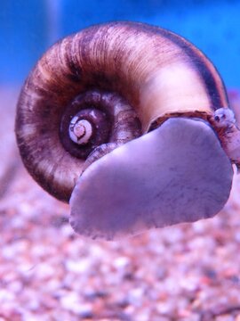 Closeup shot of the Ramshorn snail in the fish tank