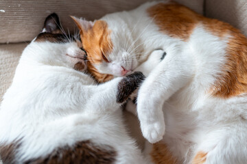 Primer plano. Dos gatos domestico duermen juntos