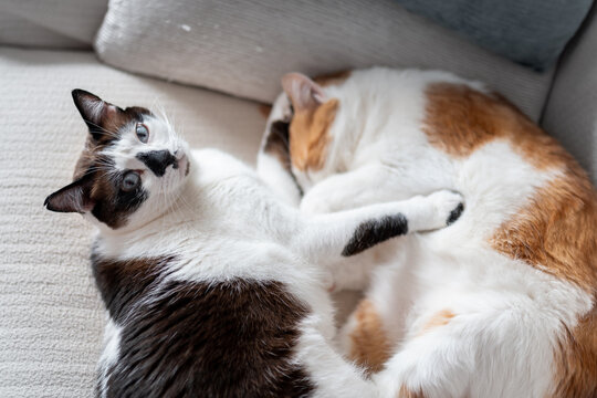 Dos gatos domesticos duermen juntos sobre una sofa. El gato blanco y negro se despierta y mira a la camara