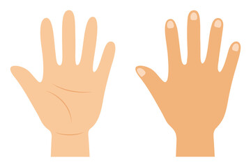 手の平と手の甲のベクターイラスト（主線なし）