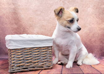 A dog sits next to a basket on a vintage background. Next to it is a rattan basket