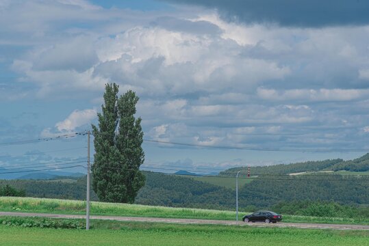 北海道美瑛のケンとメリーの木
