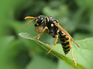 wasp by working