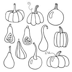 Happy Thanksgiving . Harvest season. Hand drawn vector set of various pumpkins. Linear Illustration. Thanksgiving or Halloween holidays flat design. Pumpkin cartoon icon symbol isolated white 