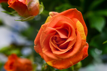 A bouquet of small orange flowers on a light background