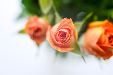 A bouquet of small orange flowers on a light background