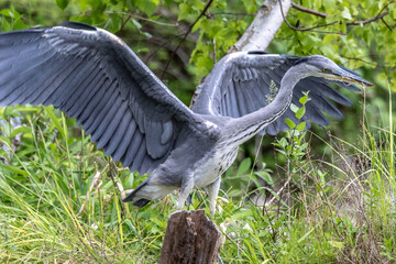 Fototapeta premium Grey Heron