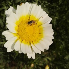 bee on the flower