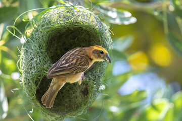 Asian golden weaver bird on nest.