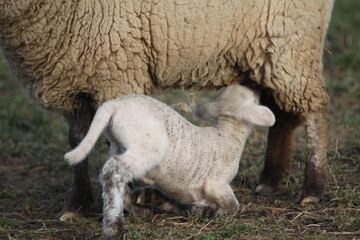 sheep and lamb