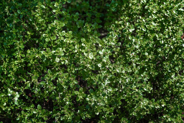 Fototapeta na wymiar Thyme in the summer garden. Thymus vulgaris Faustini plant. Italian Thyme blossom. Top view closeup..