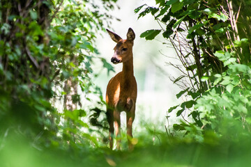 wild deer in the forest
