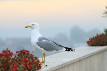 seagull on the building 