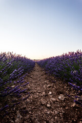 Obraz premium Vertical shot of a lavender field captured in Brihuega, Spain