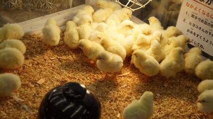 ひよこ © n.hiroko