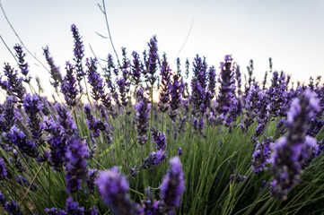 Horizontal shot of the Lavender fields in Brihuega, Spain