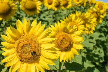Bourdon butinant une fleur de tournesol