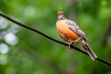 A close portrait of American Robin