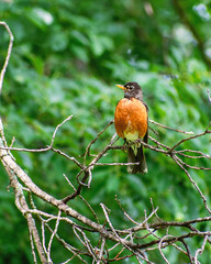 A close portrait of American Robin standing on tree branch